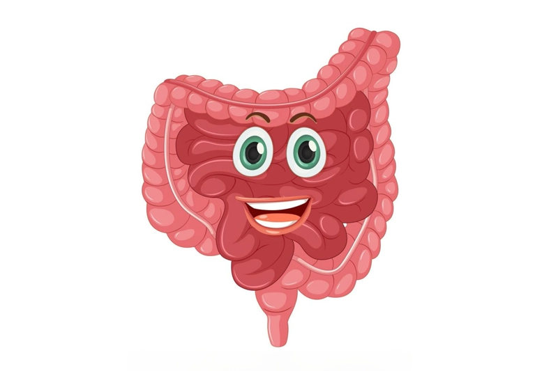 تصویری از دستگاه گوارش شاد و سالم