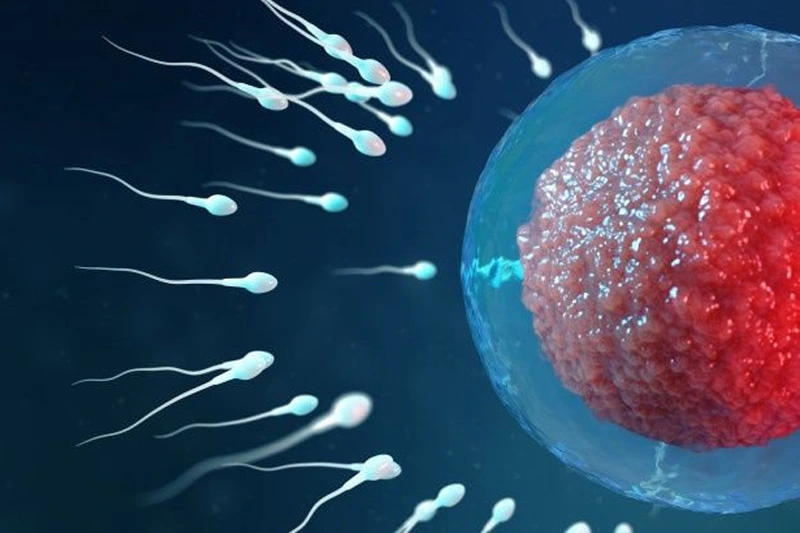 گروهی از اسپرمها در حال حرکت به سمت تخمک، نشاندهنده اینکه دارچین در بهبود کیفیت و تحرک اسپرم مفید است