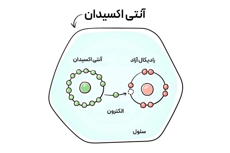 نمایش روند آنتیاکسیدانی دارچین که با مقابله با رادیکالهای آزاد از آسیب سلولی جلوگیری میکند