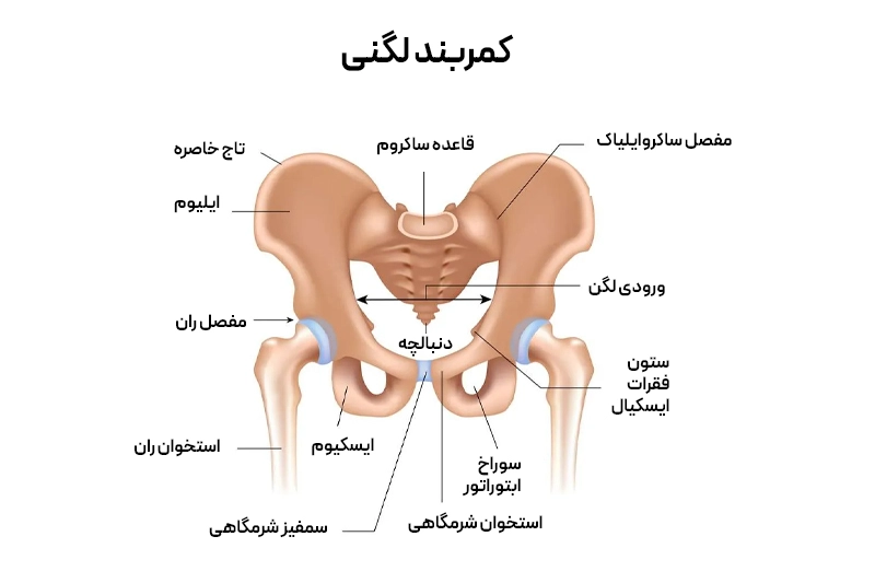 کایروپراکتیک در بارداری هورمون ریلاکسین در بارداری رباطها را نرم میکند اما بیثباتی مفاصل و درد کمر ایجاد میکند
