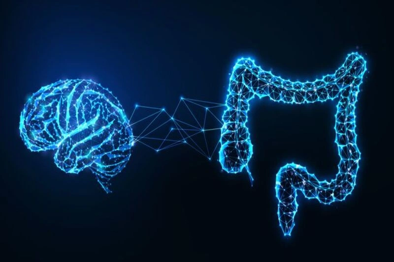مغز و روده در کنار هم برای نمایش ارتباط محور مغز-روده و تاثیر آن بر سردرد و گوارش 