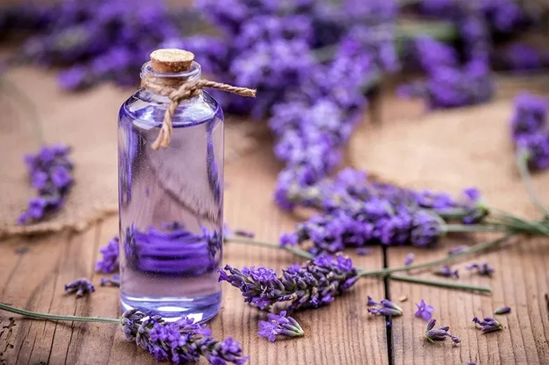 بطری شیشهای حاوی عرق اسطوخودوس با گلهای تازه اطراف آن، محصولی ملایم و ایمن برای استفاده موضعی