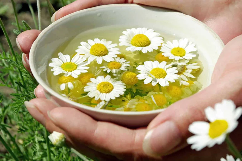 زن یک کاسه پر از آب بابونه را در دست دارد که گل‌های بابونه روی آن شناور هستند برای شستشوی مو. 