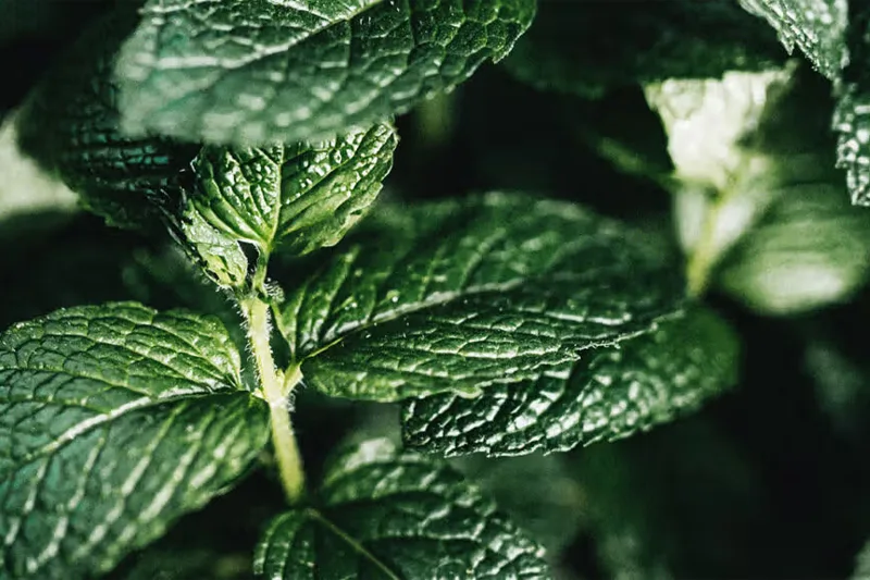 نمای نزدیک برگهای تازه نعناع نشاندهنده خواص آن برای درمان انواع سردرد