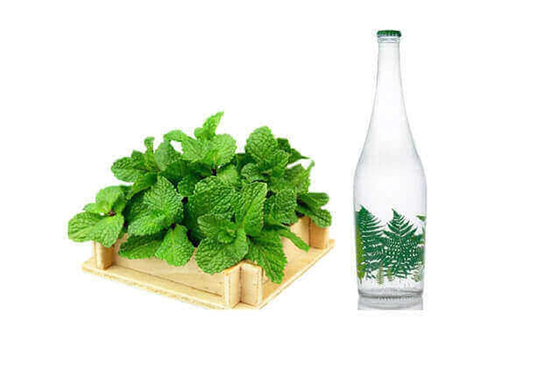 بطری عرق نعناع با برگهای تازه نعناع در کنار آن